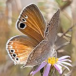 Leptomyrina henninge henninge
